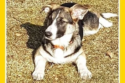 6 mies. szczeniak,suczka średnia,krótkie łapki,WAL