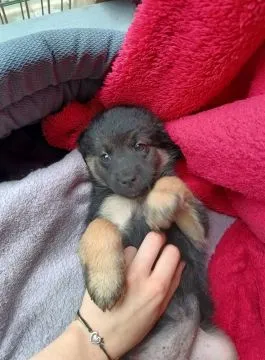Sali - 8 tygodniowa, wesoła sunia SZCZENIAK adopcja  Do pokochania od zaraz! Poznaj Sally (Sali)- 2-, , Warszawa