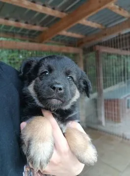 Sali - 8 tygodniowa, wesoła sunia SZCZENIAK adopcja  Do pokochania od zaraz! Poznaj Sally (Sali)- 2-