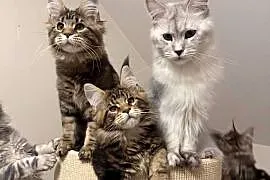 Sprzedam kota Maine Coon FPL