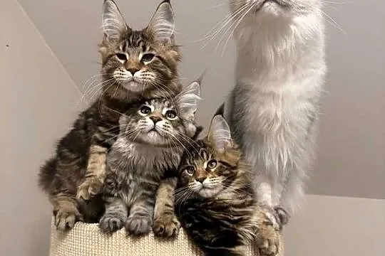 Sprzedam kota Maine Coon FPL, Łódzkie, Skierniewice