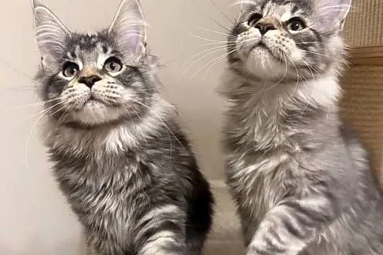 Sprzedam kota Maine Coon FPL, Łódzkie, Skierniewice