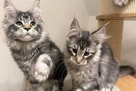 Sprzedam kota Maine Coon FPL, Łódzkie, Skierniewice