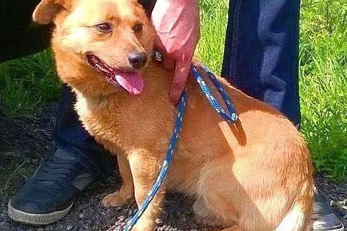RUDEK - cudowny, mały 8 kg psiak do adopcji,  mazowieckie Warszawa