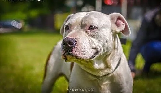 Gomes 7letni amstaff szuka domu, opolskie Opole