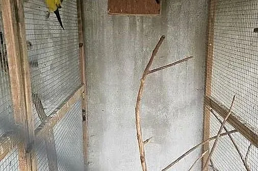 Sprzedam papugi Bergi, górskie, Wielkopolskie, Buk
