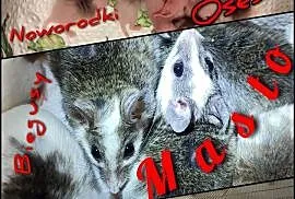 Mastomysz masto karmówka