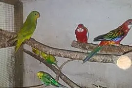 Papugi