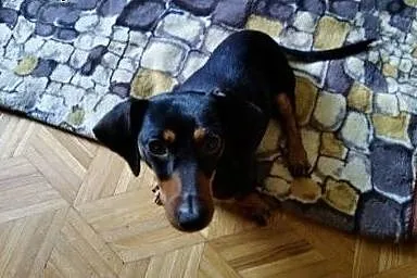 Miał wyrok ...   uratowany!,  mazowieckie Warszawa