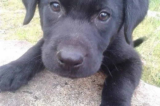 Szczeniaki do pilnej adopcji,  dolnośląskie Świdni