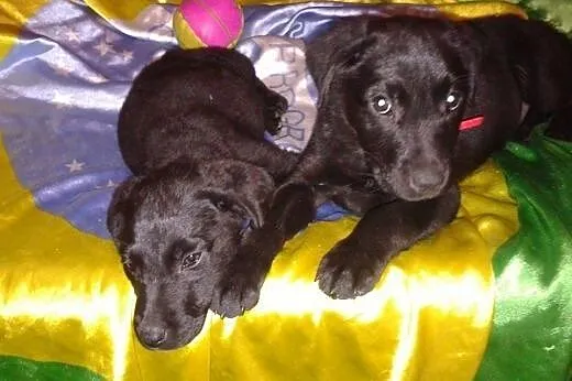 Szczeniaki do pilnej adopcji,  dolnośląskie Świdni
