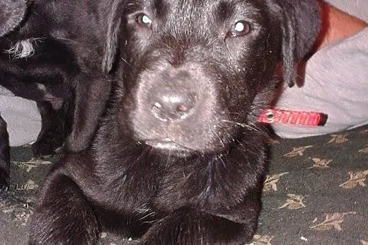 Szczeniaki do pilnej adopcji,  dolnośląskie Świdni