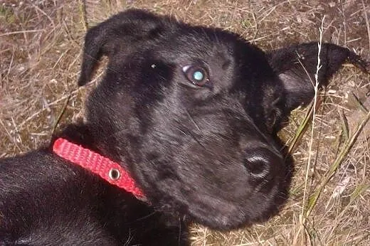 Szczeniaki do pilnej adopcji,  dolnośląskie Świdni