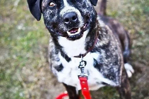 Kewin, nieduży pieszcoch, poukładany, wesoły pies do adopcji,  Kundelki cała Polska
