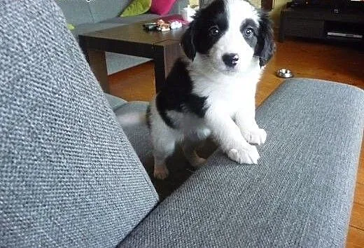 Border collie , śląskie Rybnik