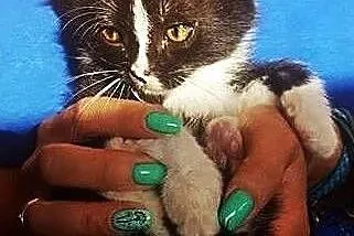 Śliczny Kocurek do adopcji,  mazowieckie Warszawa