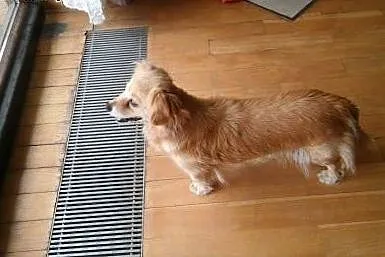 Mała suczka do adopcji,  małopolskie Kraków
