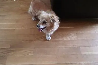 Mała suczka do adopcji,  małopolskie Kraków