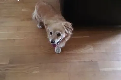 Mała suczka do adopcji,  małopolskie Kraków
