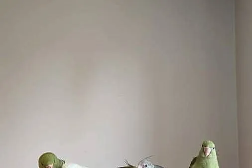 Aleksandretty Nimfy ręcznie karmione, Śląskie, Gorzyczki