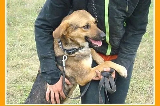 13 kg,rodzinna,wesoła,łagodna,przyjazna suczka śre