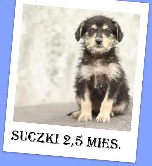 12tyg.szczenięta,suczki małe,szczepione.ADOPCJA,