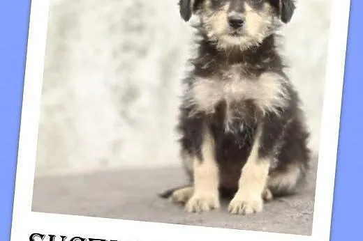 12tyg.szczenięta,suczki małe,szczepione.ADOPCJA,  