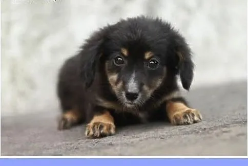 12tyg.szczenięta,suczki małe,szczepione.ADOPCJA,  