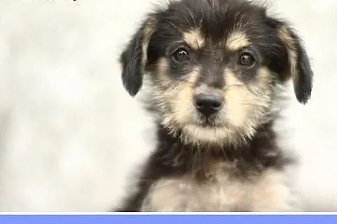 12tyg.szczenięta,suczki małe,szczepione.ADOPCJA,  