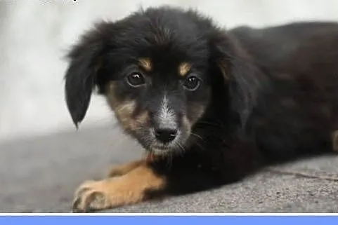 12tyg.szczenięta,suczki małe,szczepione.ADOPCJA,  