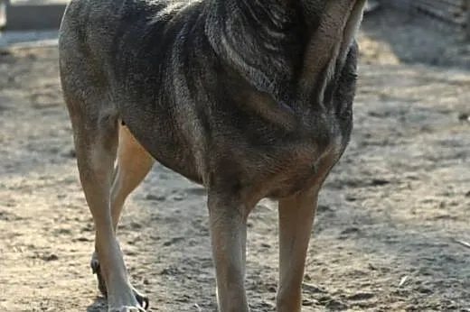 Piękna Zadra do adopcji ,  lubelskie Świdnik