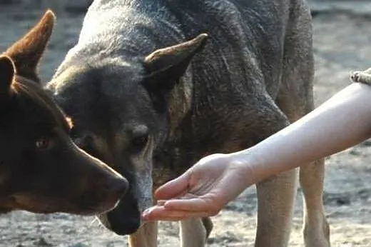 Piękna Zadra do adopcji ,  lubelskie Świdnik