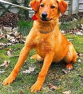 LAKI - roczny, delikatny i nieśmiały psiak; do adopcji, wielkopolskie Poznań, Wielkopolskie, Poznań