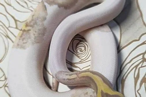 Wąż pyton królewski, python regius samica