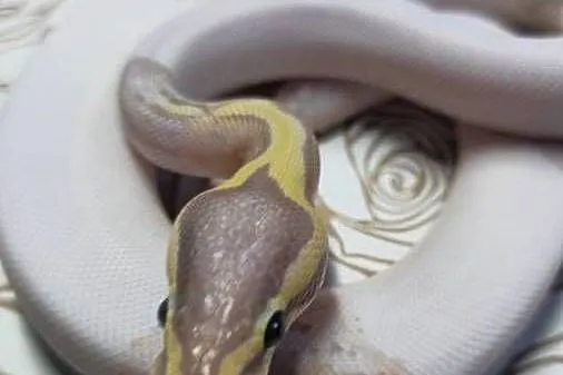 Wąż pyton królewski, python regius samica, Dolnośląskie, Wrocław