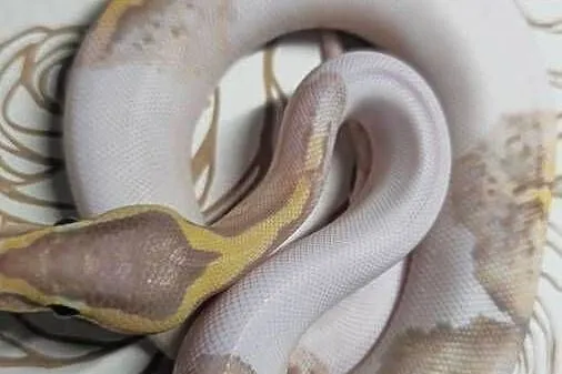 Wąż pyton królewski, python regius samica, Dolnośląskie, Wrocław