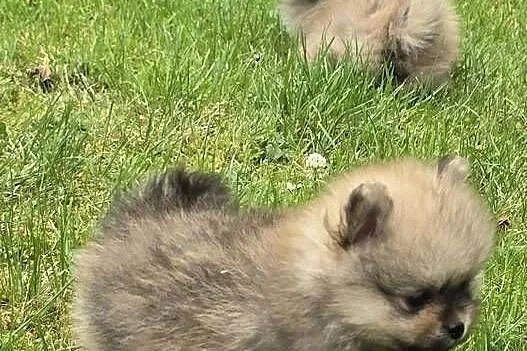 Pomeranian, szpic miniaturowy na kolanka