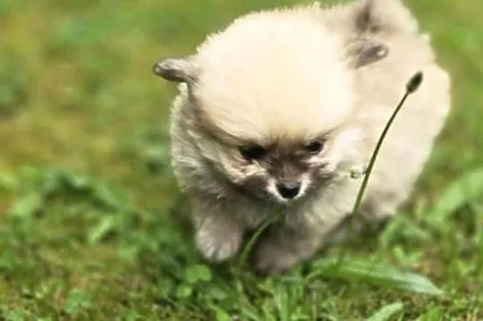 Pomeranian, szpic miniaturowy na kolanka, Zachodniopomorskie, Półchleb