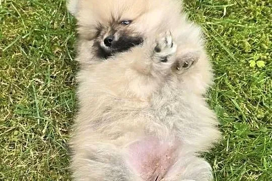 Pomeranian, szpic miniaturowy na kolanka, Zachodniopomorskie, Półchleb
