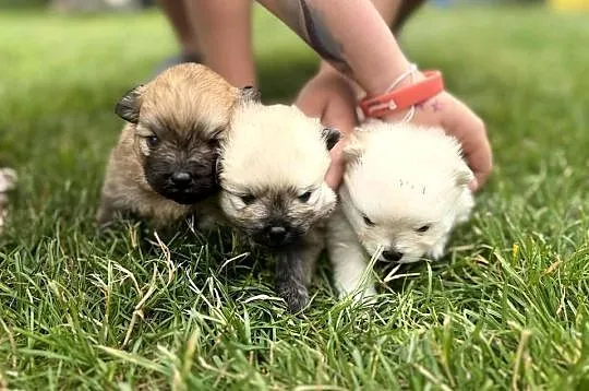 Pomeranian, szpic miniaturowy na kolanka, Zachodniopomorskie, Półchleb