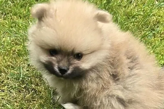 Pomeranian, szpic miniaturowy na kolanka, Zachodniopomorskie, Półchleb