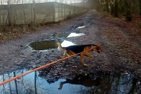 NERO młody energiczny psiak w typie ogara polskieg