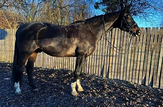 Sprzedam pięknego wałacha sportowego!, , 