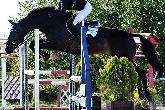Sprzedam pięknego wałacha sportowego!, , 
