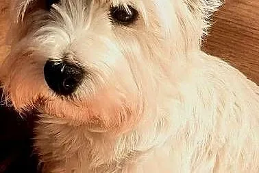 West Highland white terrier szczeniaki, Mazowieckie, Pilawa