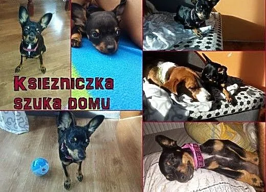 Szczeniak szuka domu, Kundelki cała Polska