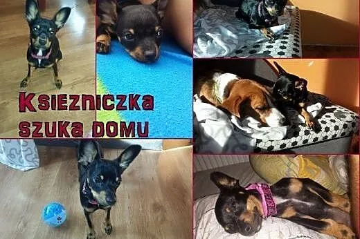 Szczeniak szuka domu,  Kundelki cała Polska