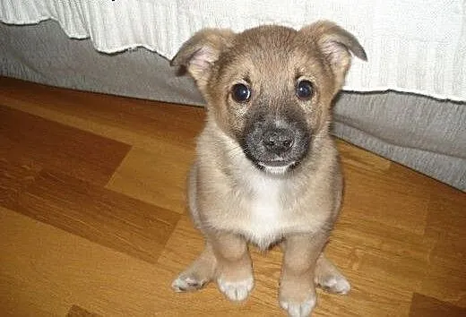 Cin Cin - szczemiak, 8 tygodni - do adopcji , maz
