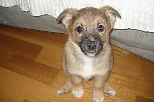 Cin Cin - szczemiak, 8 tygodni - do adopcji , mazowieckie Warszawa