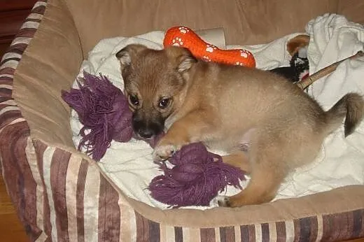 Cin Cin - szczemiak, 8 tygodni - do adopcji ,  maz